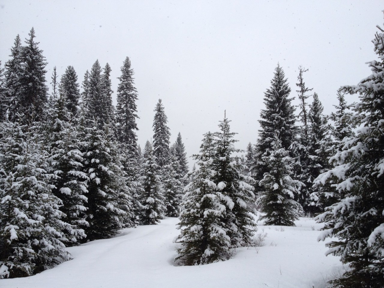 Polebridge, MT: Where Did Winter&nbsp;Go?