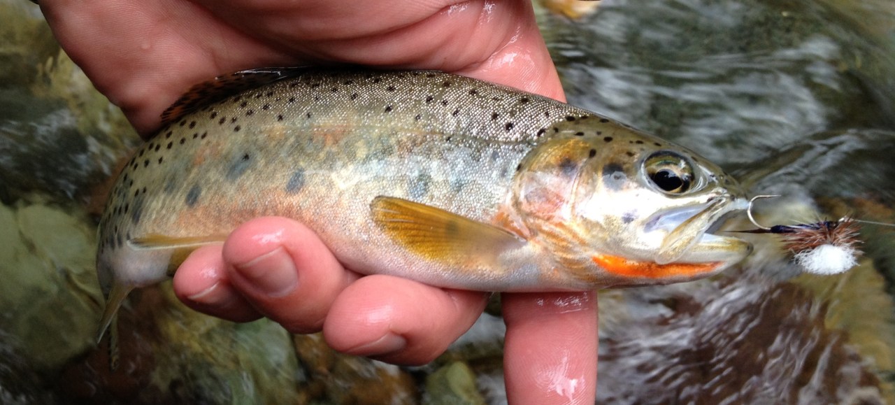 Polebridge, MT: All the Pretty&nbsp;Gills