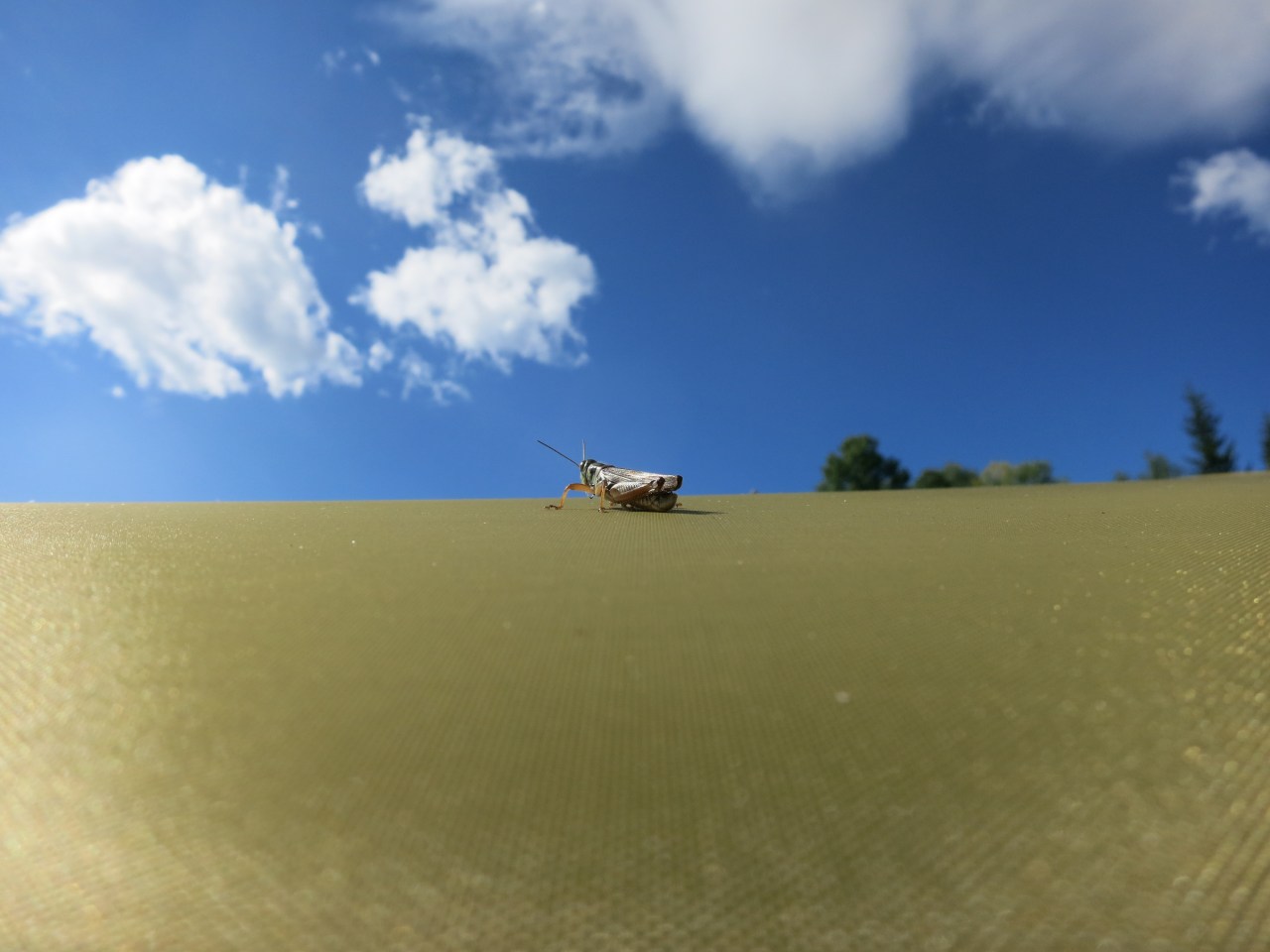 Polebridge, MT: The Grasshopper and the&nbsp;Godfather