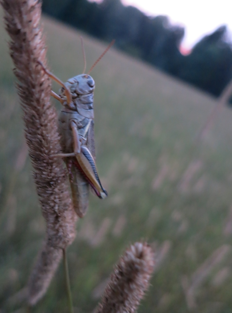 Grasshopper CU