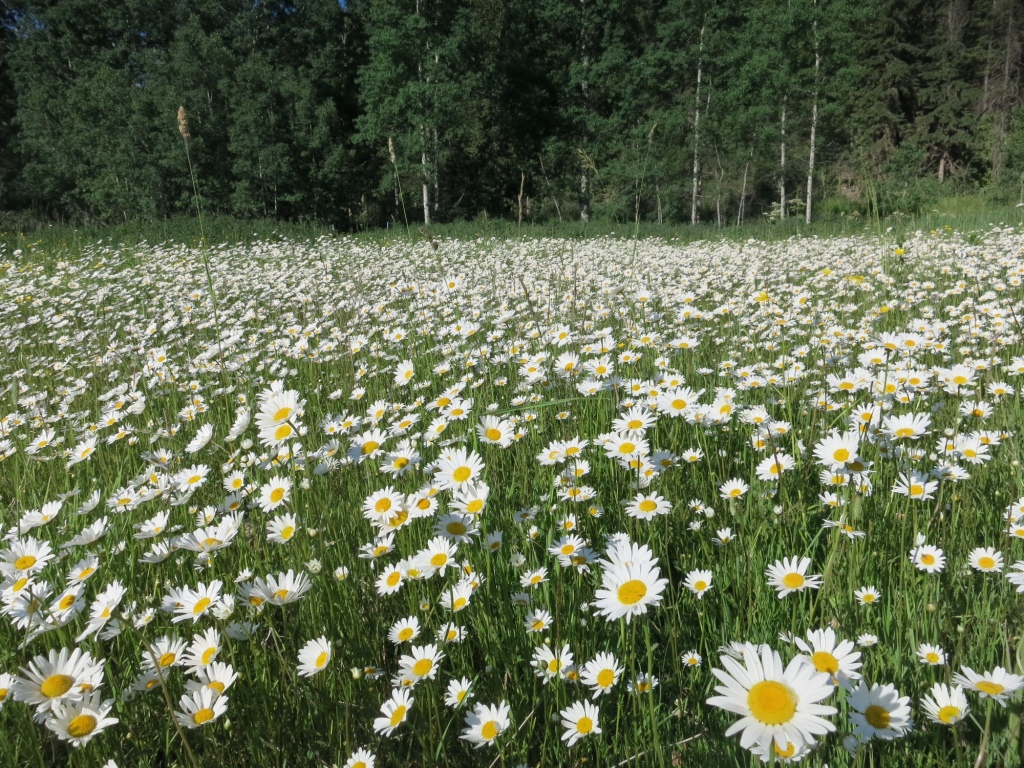 Oxeye Daisies:Noxious Weeds