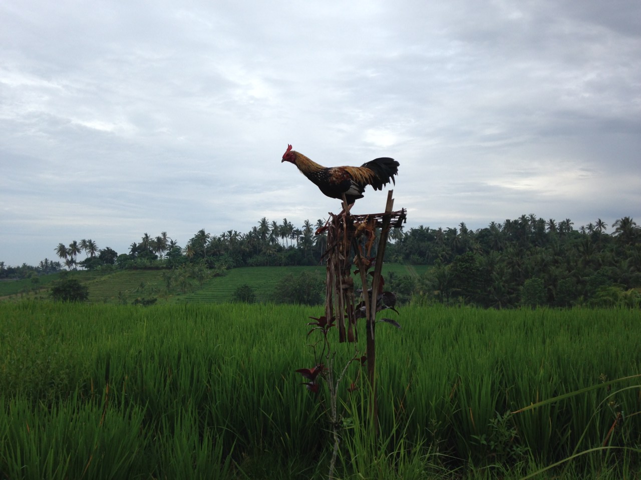 Bali Diary: Fields of&nbsp;Dream