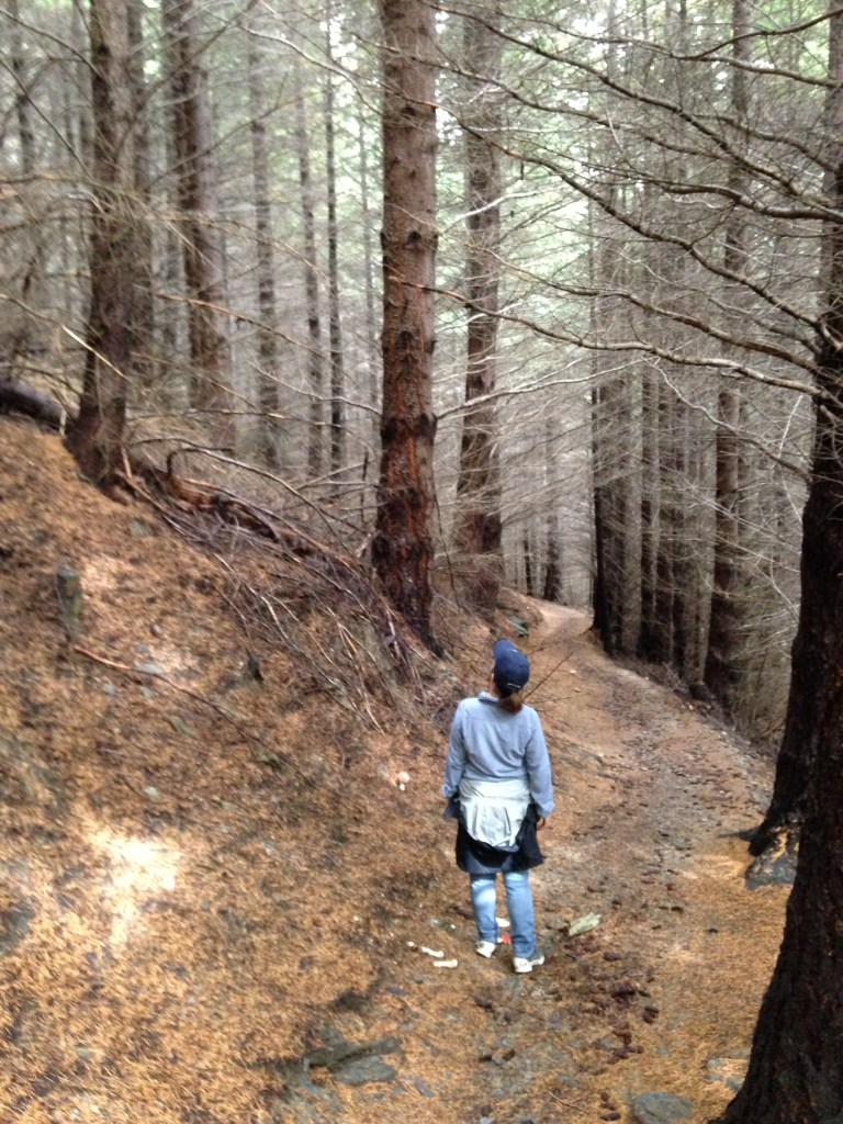 The magical forest awaits