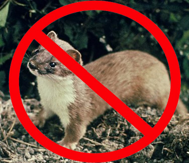 No Stoats