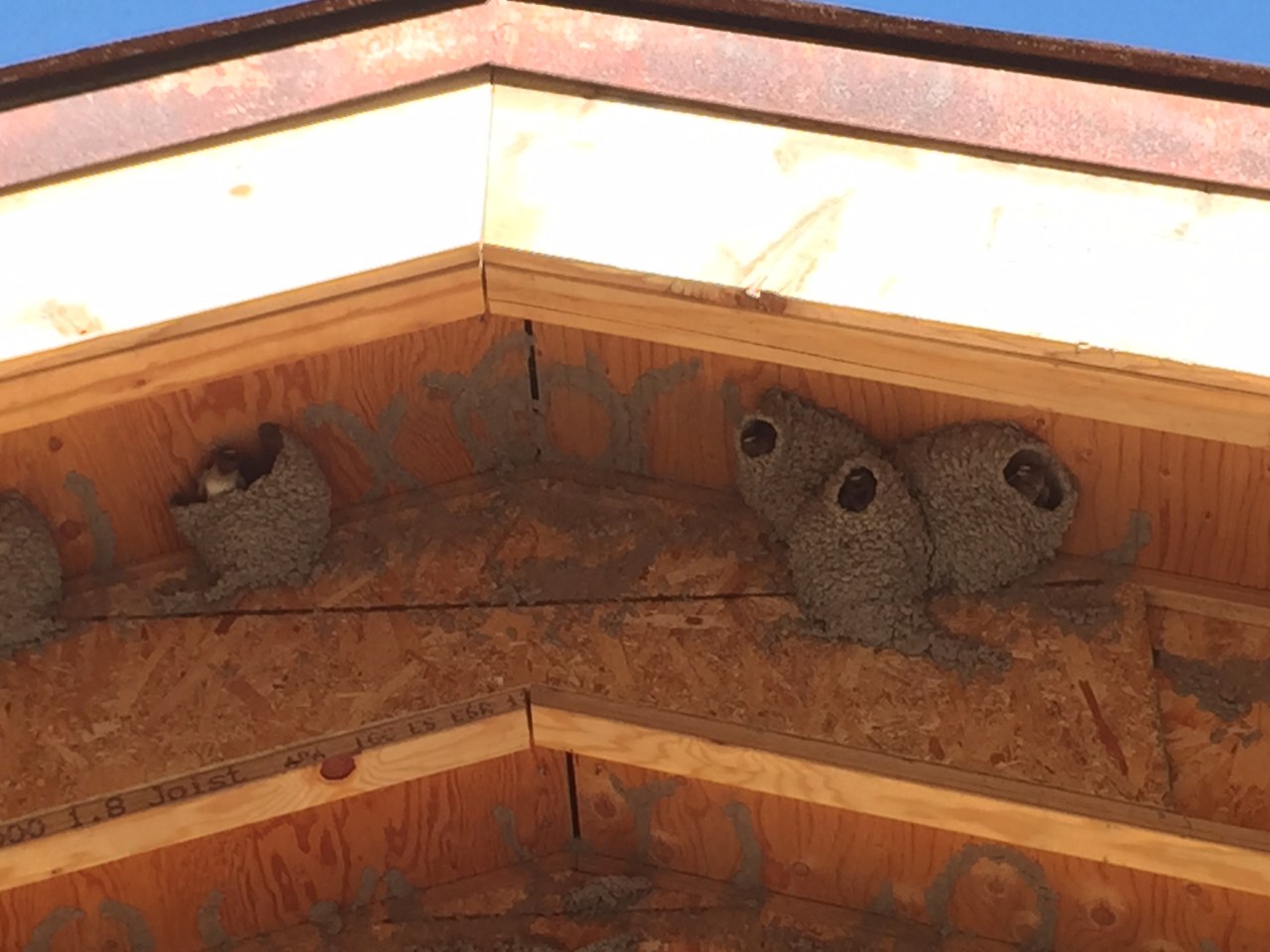 Polebridge, MT: The&nbsp;Birds