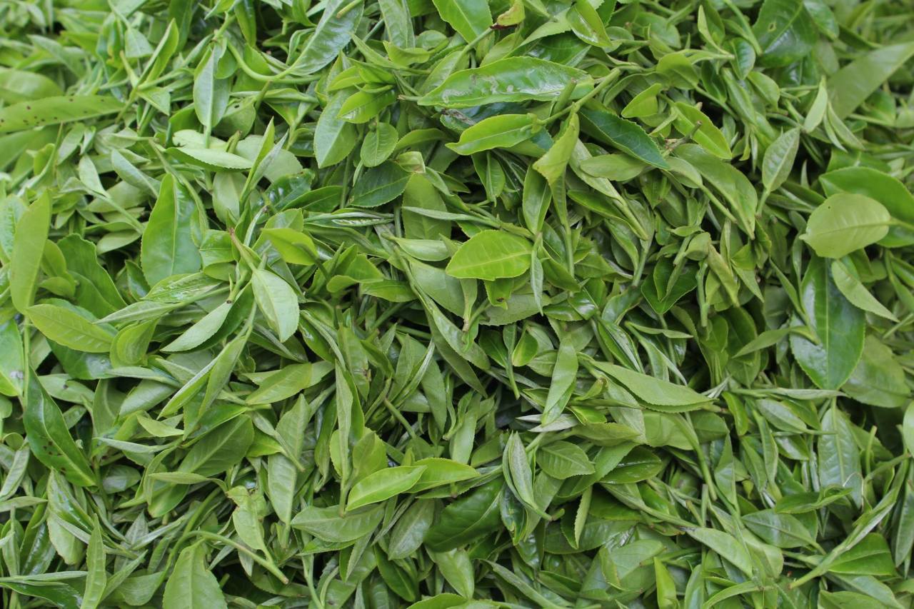 Himalayas #3 A Darjeeling Tea&nbsp;Tour