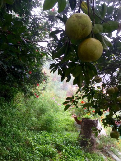 pomelosinsikkim